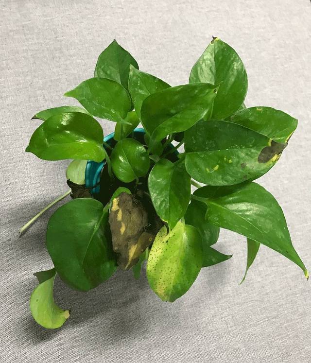 昙花扦插季节：掌握最佳时机，繁殖成功率高