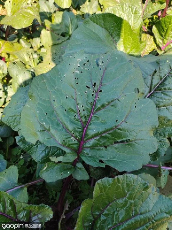 菊花扦插种植方法如下