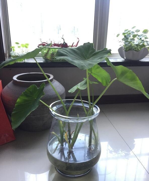 Em菌的制作方法：掌握秘诀，助力绿色种植