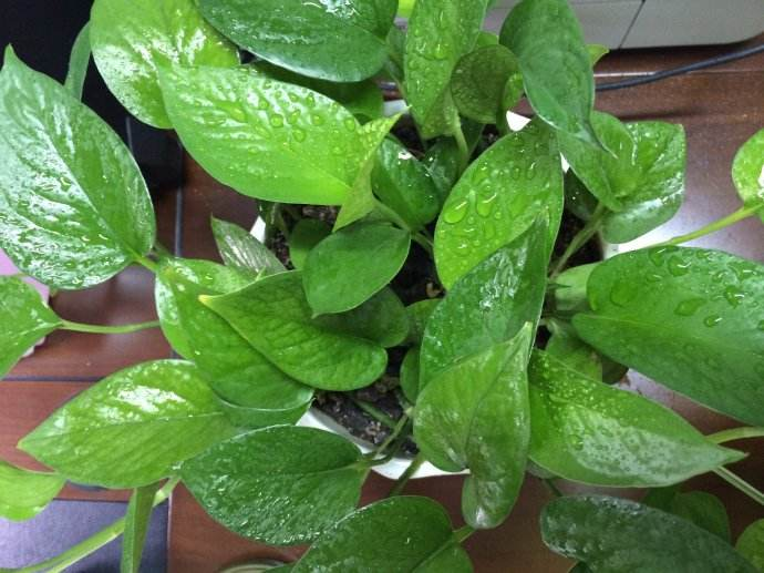这个花的种植方法：解锁园艺新技能