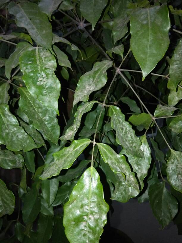 双王养蜂方法：高效养蜂新策略