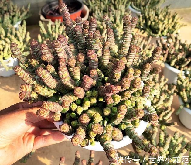 苹果盆栽的种植方法