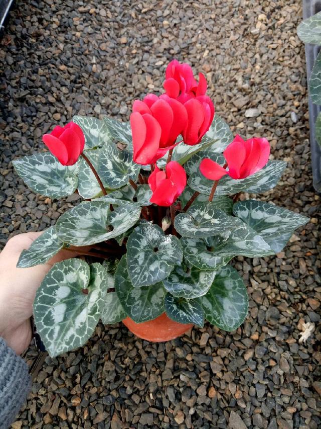 大棚蘑菇的种植方法