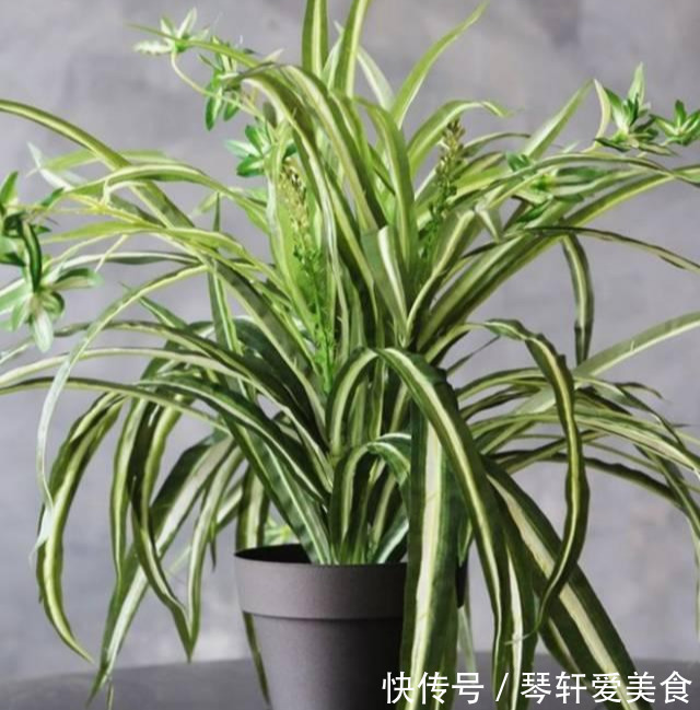 多肉养护方法：掌握秘诀，养出健康多肉