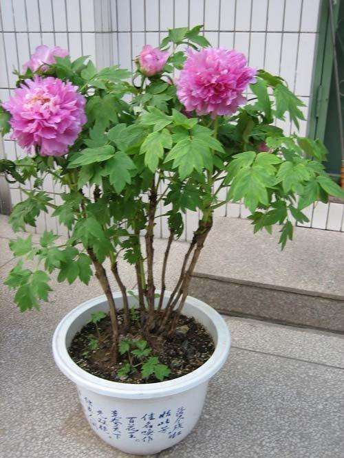 蟹爪兰施肥方法：让您的蟹爪兰茁壮成长
