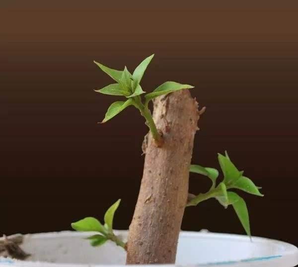 吊金鱼的养殖方法：专业园丁的养护指南