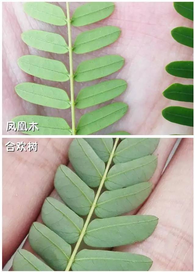 金钱树水培方法：让你的绿色财富茁壮成长