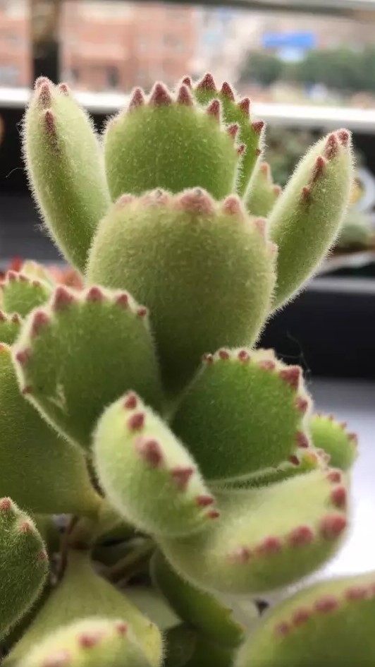 勿忘我种子的种植方法
