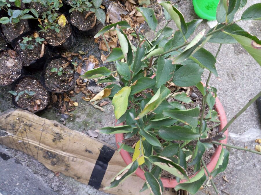 桂花扦插技术：掌握要点，养出繁茂桂花树