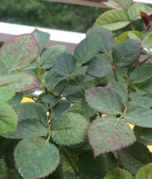 西葫芦的种植方法：掌握要领，收获丰富