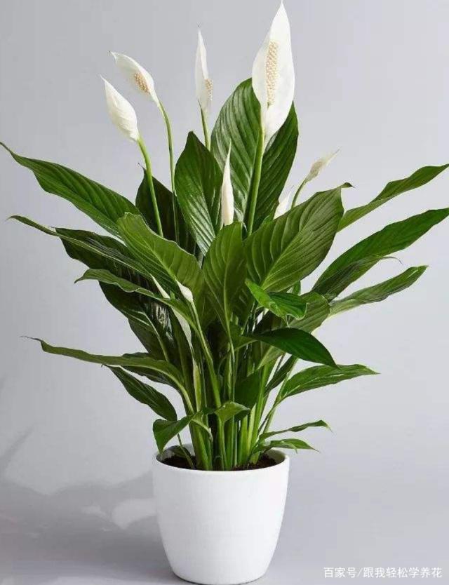 盆栽茶花不长：原因分析与解决方法