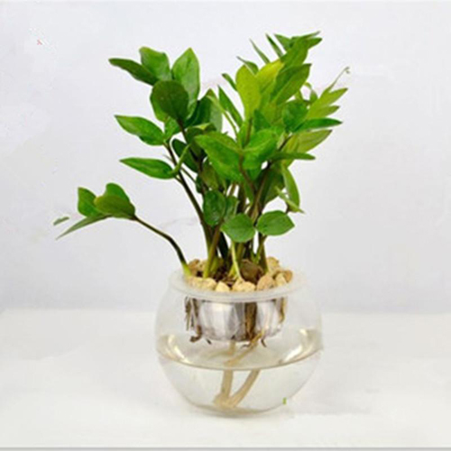 紫罗兰水培方法：打造清新室内植物景观