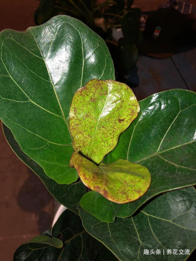 芸豆种植方法：掌握技巧，丰收在望