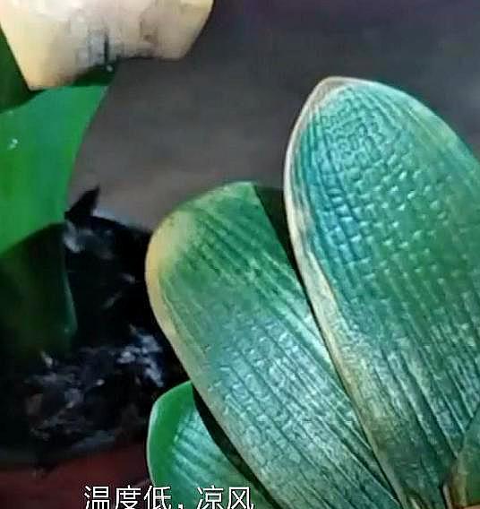 标题：菠菜怎么种植方法