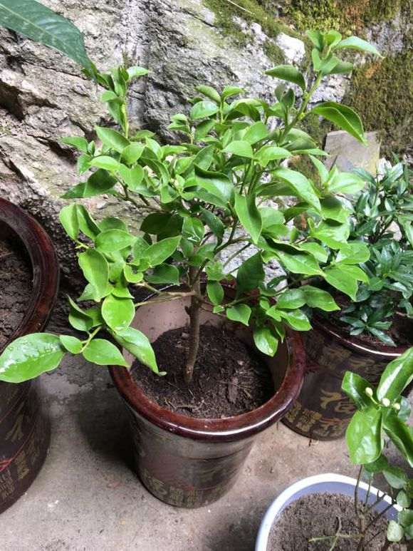 盆栽樱花用什么花盆？专业园丁的建议