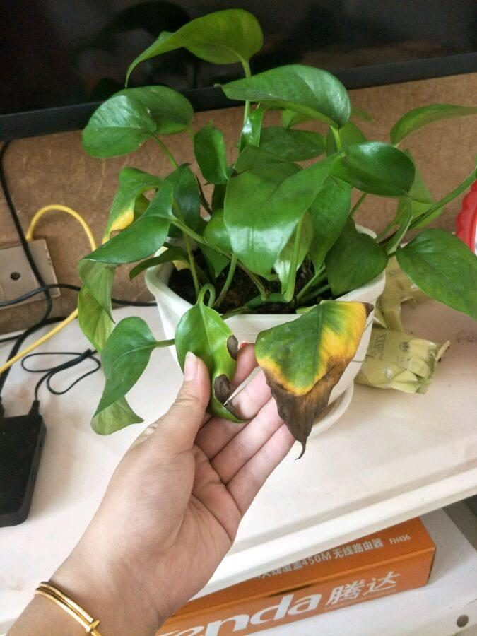 沙漠玫瑰的繁殖方法：掌握技巧，轻松繁殖美丽多肉