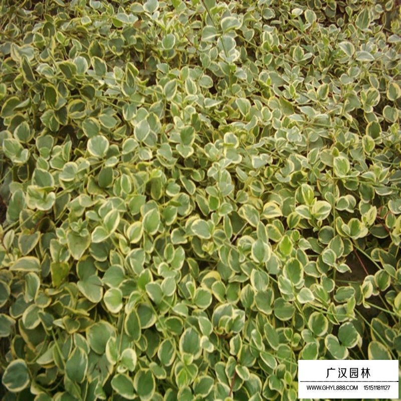 盆栽榕树好养吗？揭秘榕树盆栽的养护之道