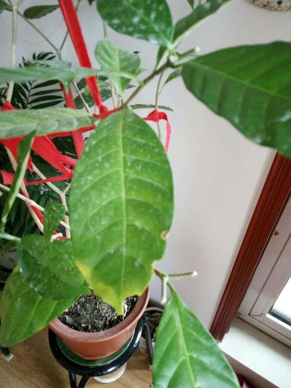 仙人掌的养殖方法