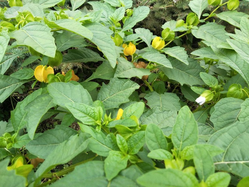 标题：荷花籽盆栽——家中水景新宠
