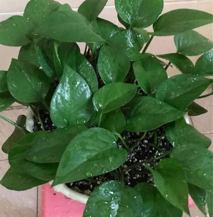 香菜的种植方法和时间
