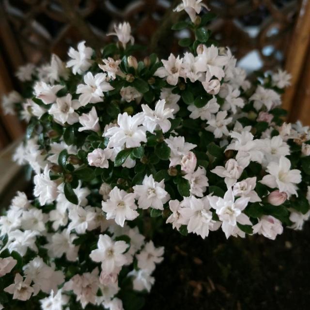 水草子怎么种植方法：打造水中绿洲的秘诀
