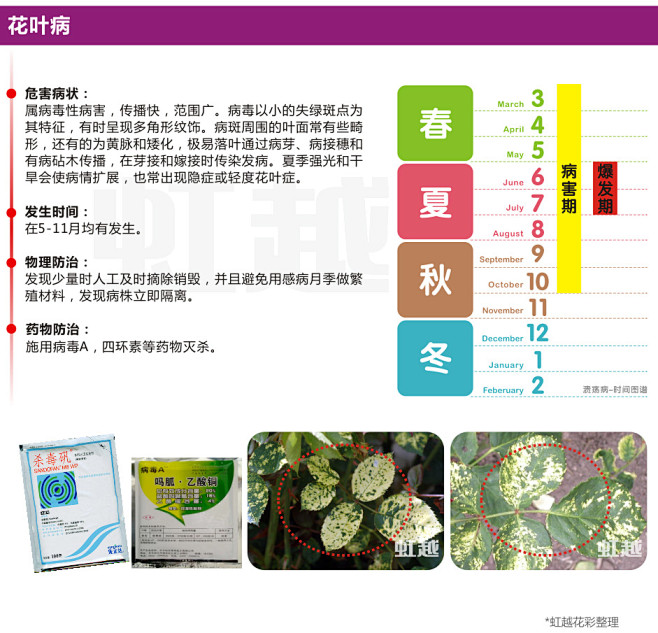 青椒种植时间和方法：家庭菜园的必备指南