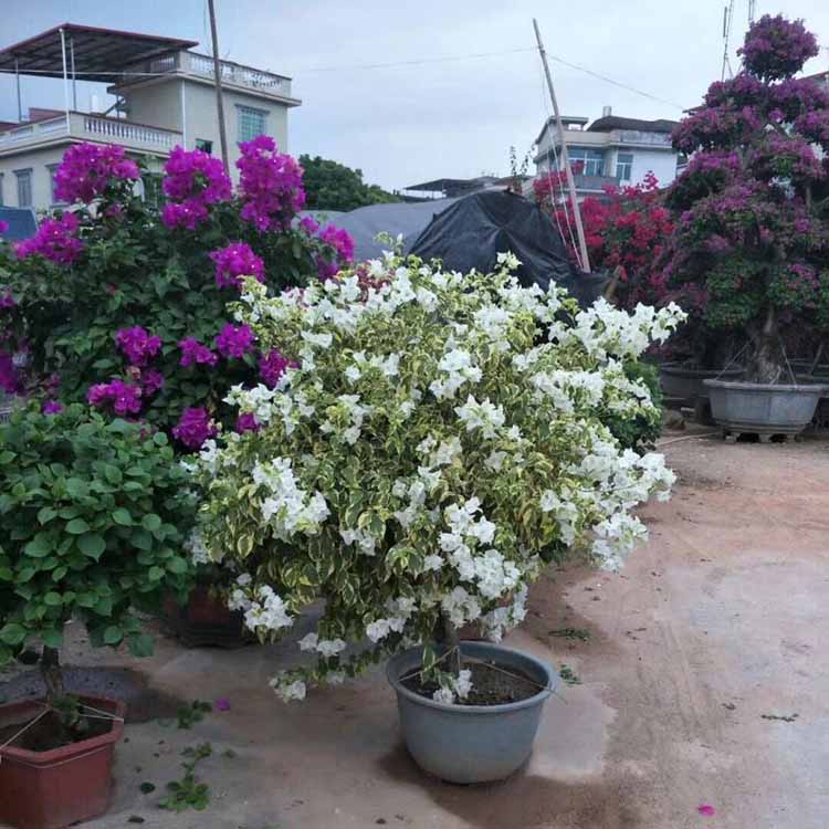 平安树扦插方法：繁殖新植株的简易指南