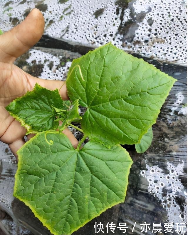 小葱种植方法和时间：打造鲜美绿色家园