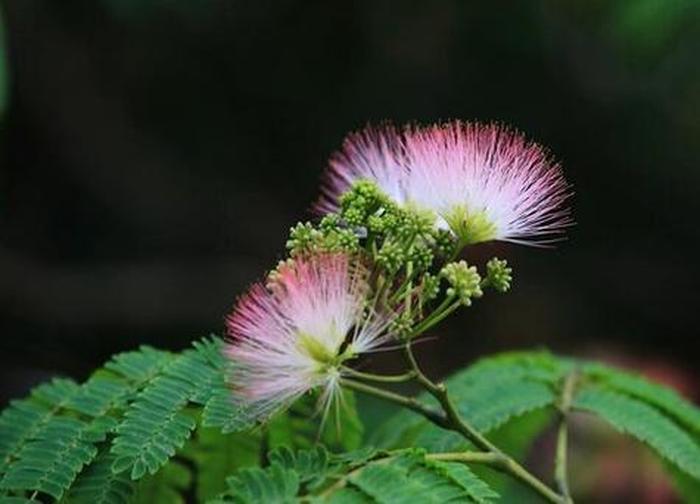玉米种植方法：掌握技巧，丰收在望