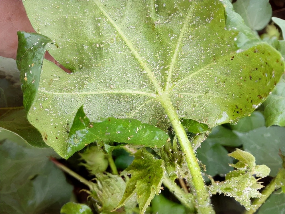 种蒜苗的方法：家庭种植新手的指南