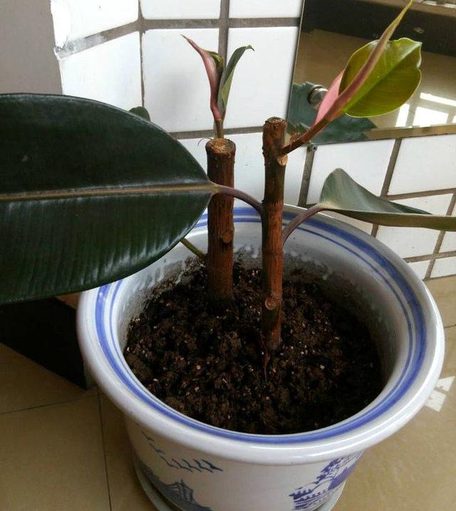 木菠萝的种植方法：掌握要领，收获丰富果实