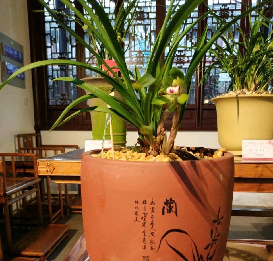 紫叶吊竹梅扦插方法：详解繁殖技巧与养护要点