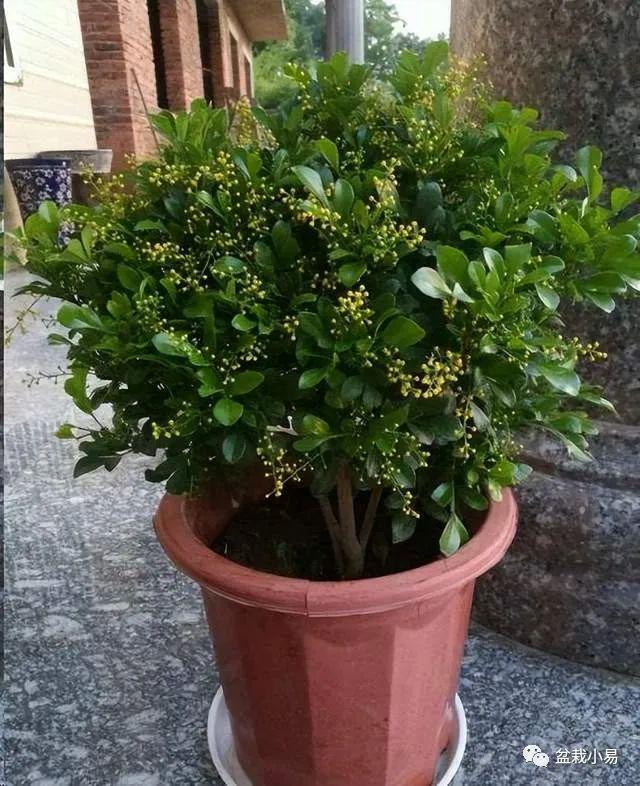 盆栽绿萝修剪视频：掌握技巧，让绿萝繁茂生长