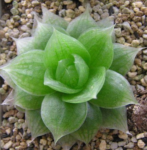 朝天椒种植时间和方法：掌握关键技巧，收获丰硕果实