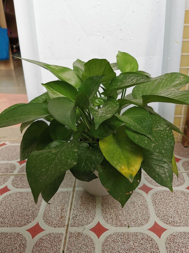 东瓜种植方法：掌握关键步骤，实现丰收之道