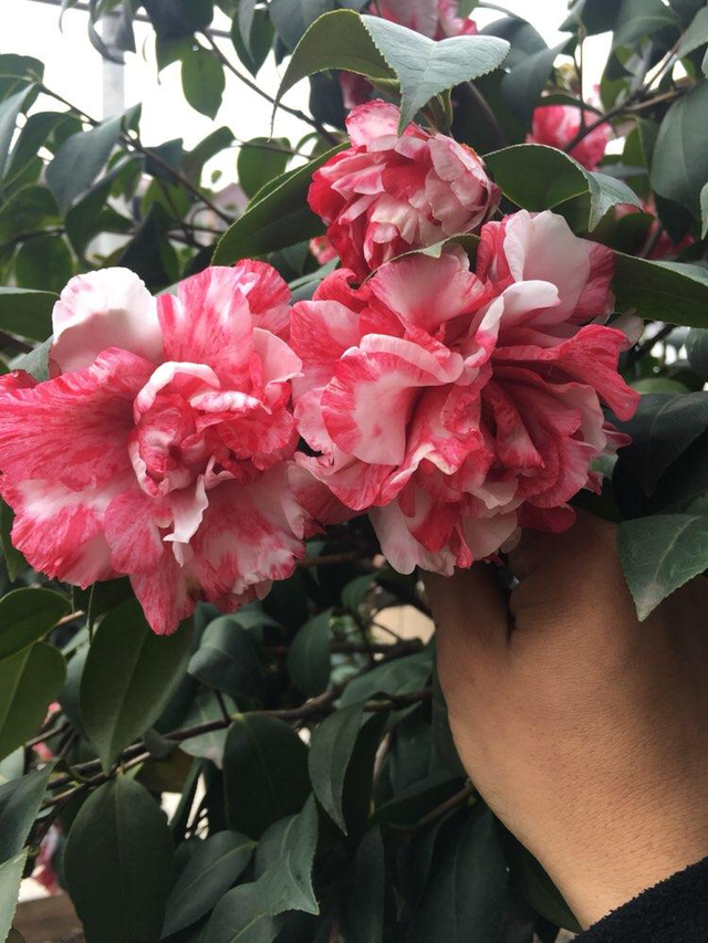 发财树烂根的处理方法