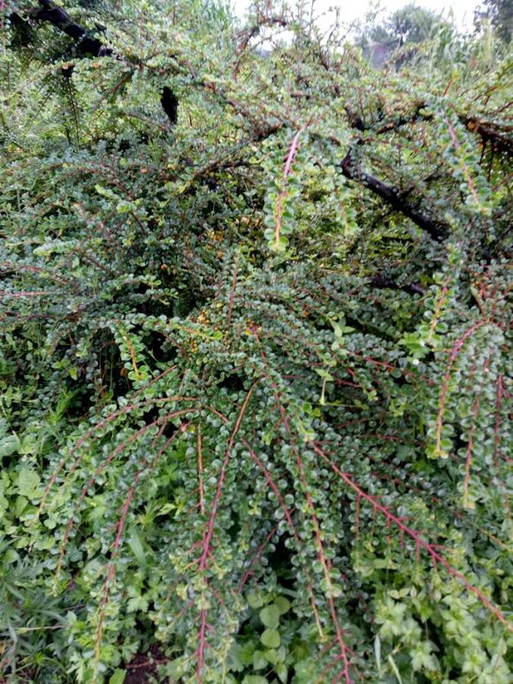 盆栽茶梅怎样浇水：掌握正确方法，让茶梅茁壮成长