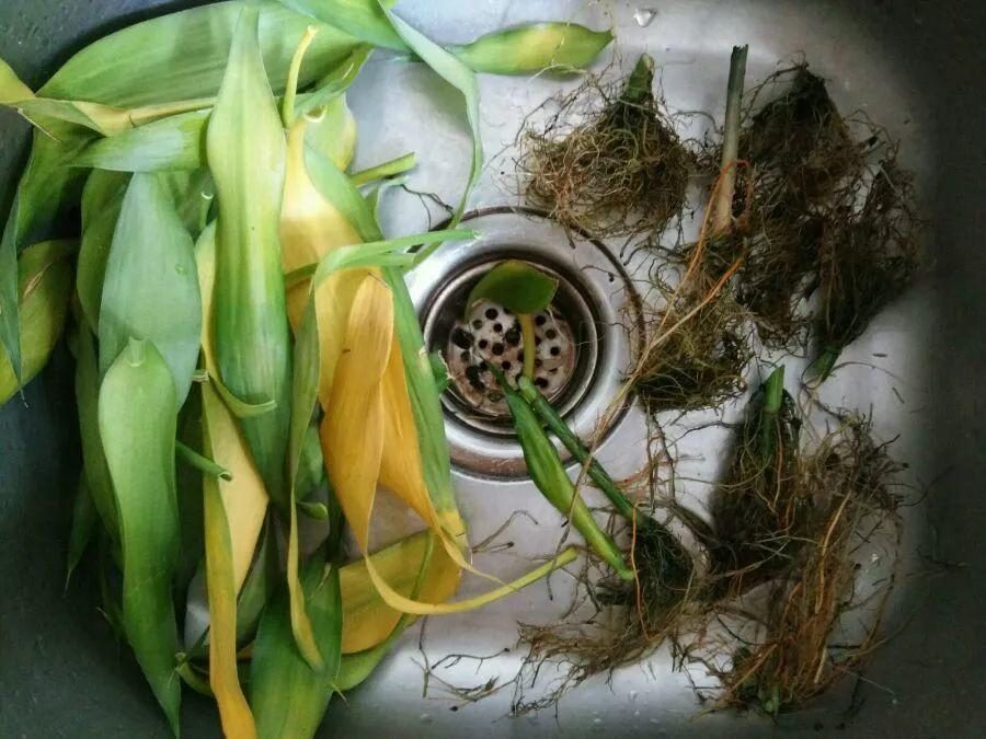 种蚕豆的方法：掌握要领，轻松种植