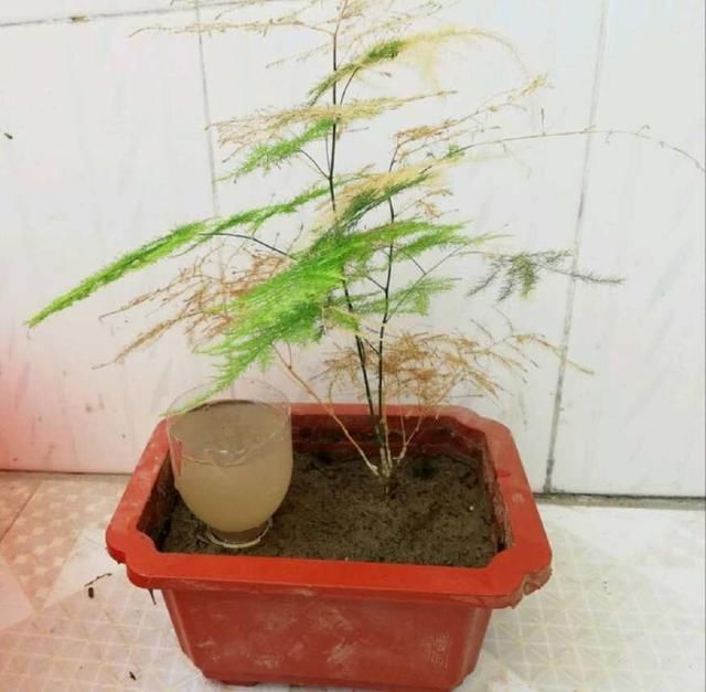熏衣草扦插多久能生根 - 植物养殖园丁指南