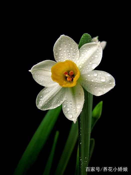 摘了桂花枝扦插：繁殖桂花新植株的实用指南