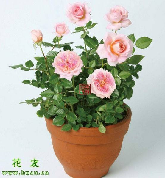 杜鹃花的繁殖方法图：详解繁殖技巧与步骤