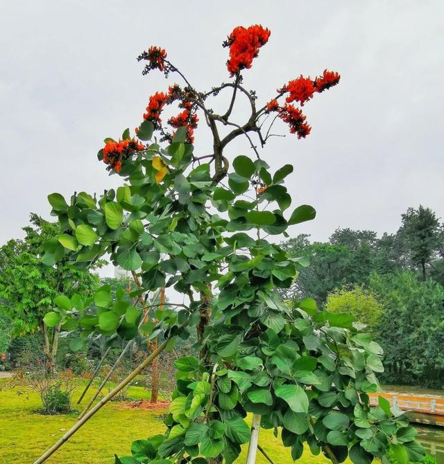 紫三叶草怎么种植方法：详解种植技巧与养护要点
