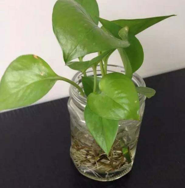 盆栽玉兰树的种植方法