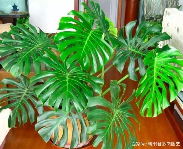 橡皮树的扦插方法：掌握要点，轻松繁殖