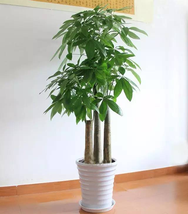 仙人掌的种植方法：打造沙漠绿洲的秘诀