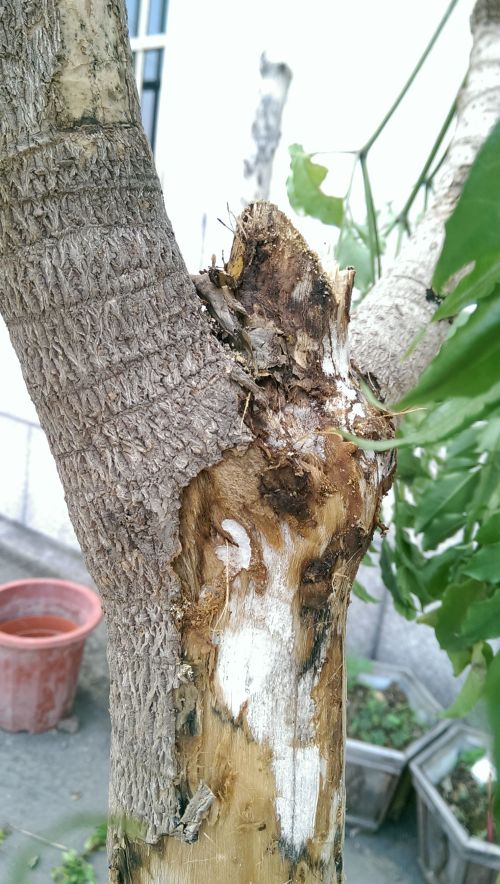 盆栽如何养殖：打造绿色家园的指南