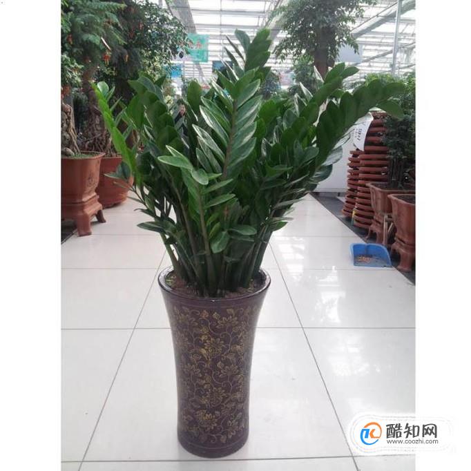 杜鹃花的养殖方法：掌握要点，让你的花园焕发光彩
