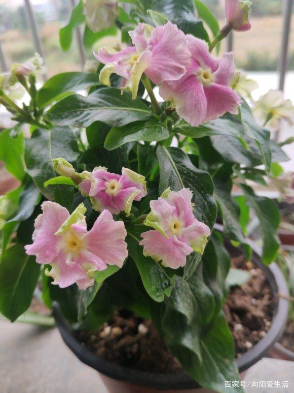 北方大白菜的种植方法