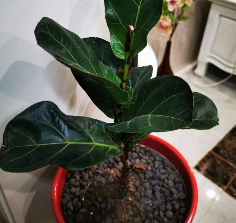 栀子花浇水方法：让您的栀子花茁壮成长