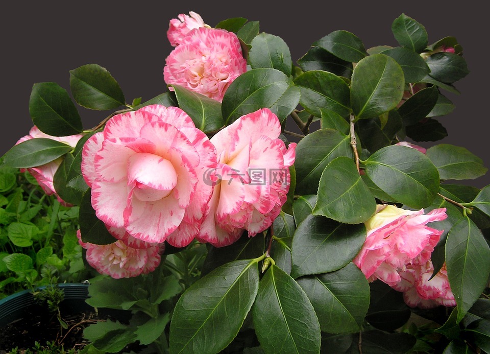 海棠花的种植方法：让你的花园增添色彩与魅力